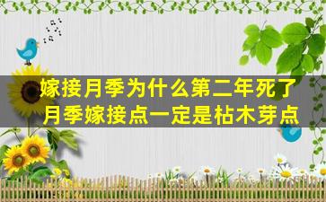 嫁接月季为什么第二年死了 月季嫁接点一定是枮木芽点